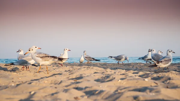 海滩上的海鸥 — 图库照片