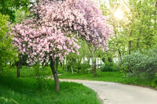 Blommande träd i vår park — Stockfoto