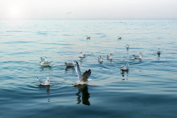 海中的海鸥 — 图库照片