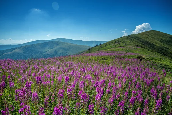 Berg bloemen — Stockfoto