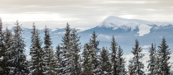 Evening winter landscape — Stock Photo, Image