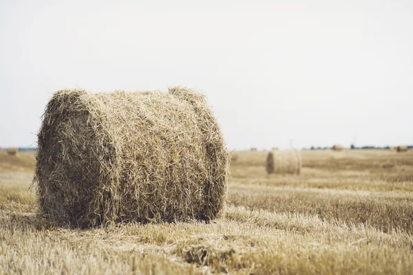 Fardos de heno en el campo —  Fotos de Stock