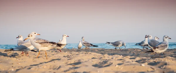 海滩上的海鸥 — 图库照片