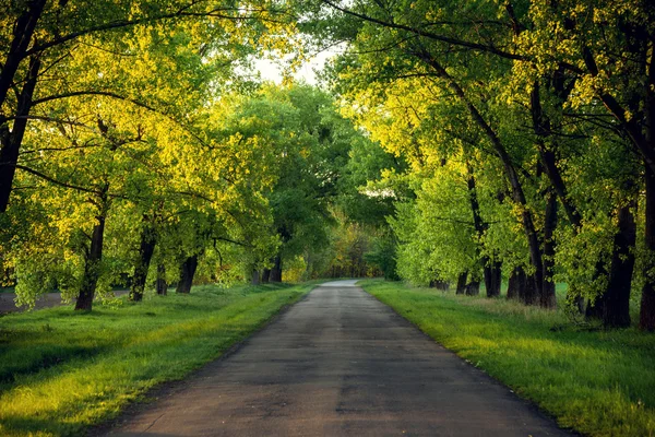 orman yolu. manzara.