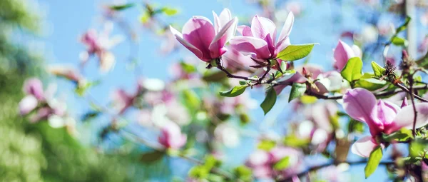Magnolia δέντρο λουλούδια — Φωτογραφία Αρχείου
