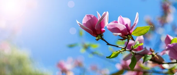 Magnolia träd blossom — Stockfoto