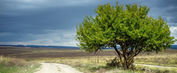 Green Grass Field and tree — Stock Photo, Image