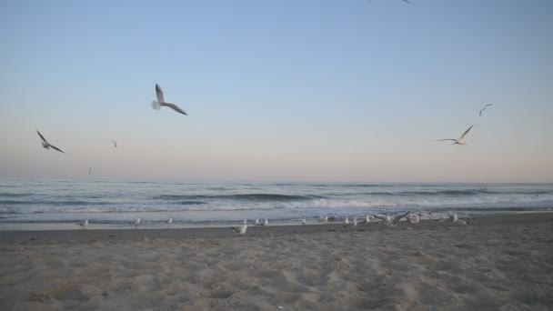 Gaviotas volando en una playa — Vídeo de stock