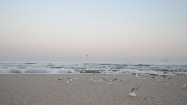 Seagulls flying on a beach — Stock Video