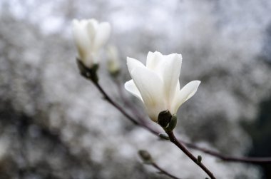 Manolya ağacı çiçeği