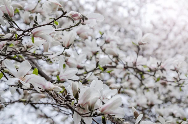 Magnolia träd blossom — Stockfoto