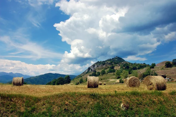 Hay bales in a field — Stock Photo, Image