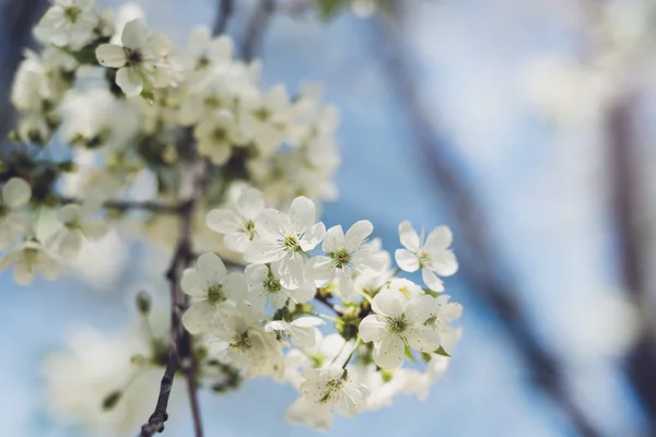 Blommor av blossom träd — Stockfoto
