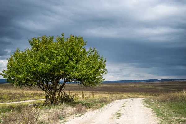 Tree with blue sky — Stock Photo, Image