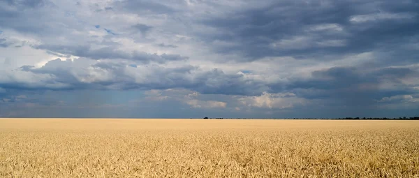 Campo de trigo y cielo azul —  Fotos de Stock