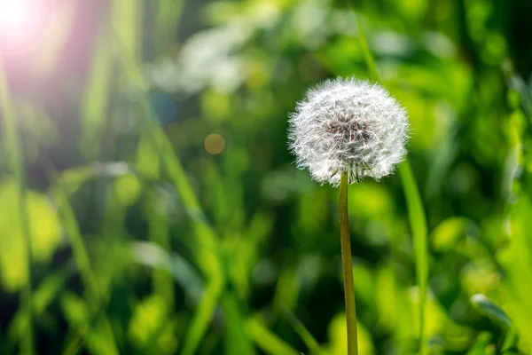 Dandelion doğal zemin üzerine closeup — Stok fotoğraf