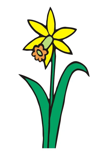 Narciso Amarelo Uma Flor Ilustração Vetorial —  Vetores de Stock