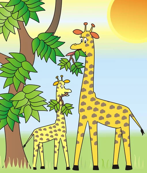 Două Girafe Natură Ilustrație Vectorială Drăguță Animalele Hrănesc Frunzele Copacilor — Vector de stoc