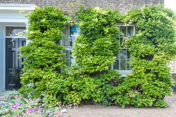 Ivy siersteen aangelegde Engelse huis — Stockfoto