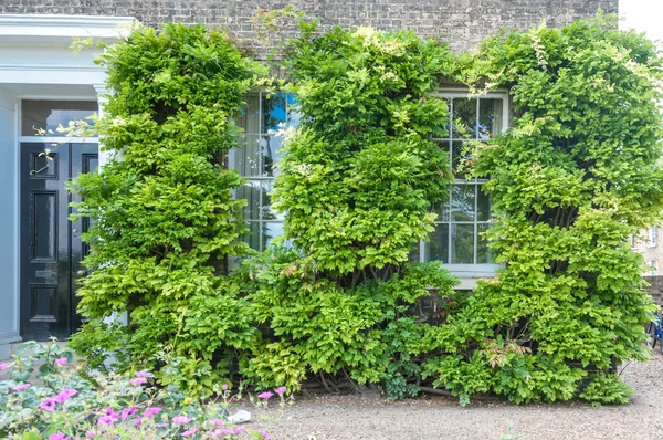 Ornamentale ivy paesaggistico casa inglese Foto Stock Royalty Free