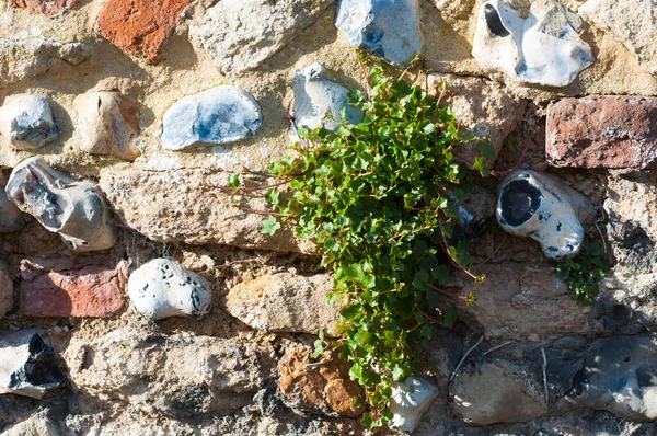 Onkruid groeien door een tuin muur Stockafbeelding
