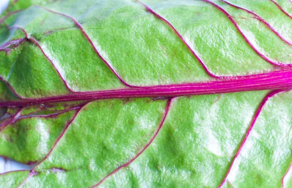 Raw Organic Rainbow Swiss Chard — Stock Photo, Image