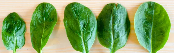 Spinach leaf close up — Stock Photo, Image