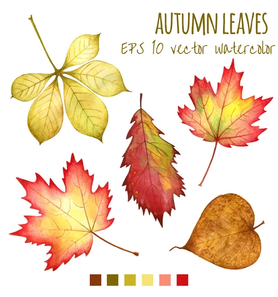 Automne laisse une aquarelle sur fond blanc — Image vectorielle