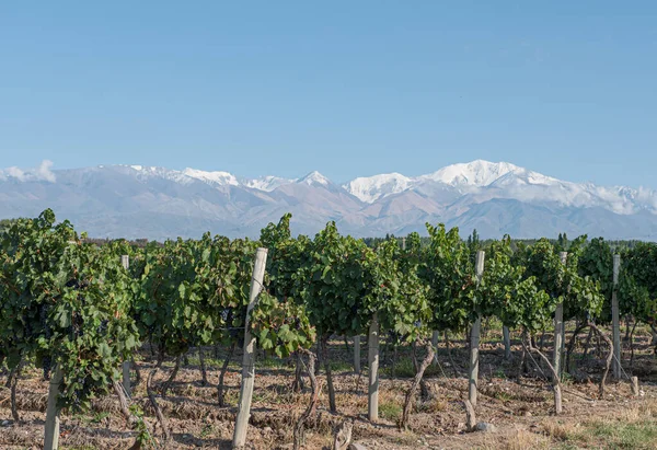 Group Plants Red Grapes Line Ready Harvest Mendoza Argentina — Stock Photo, Image