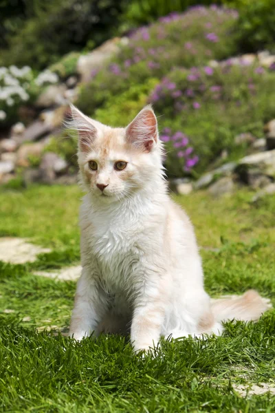 Μικρή γατούλα κάθεται στον κήπο Εικόνα Αρχείου