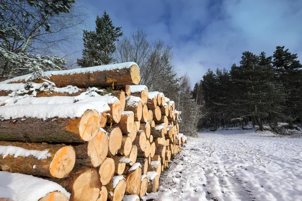 Kışın kar altında kesilmiş günlükleri