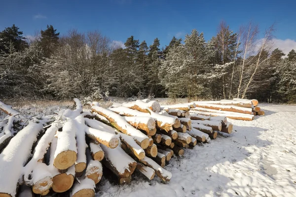 Tagli tronchi in un inverno — Foto Stock