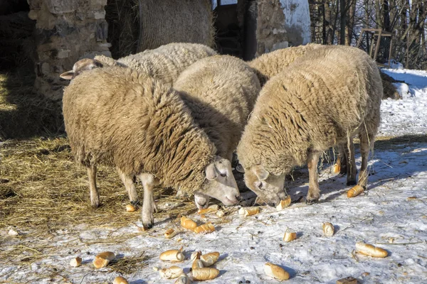 Schapen op de boerderij — Stockfoto