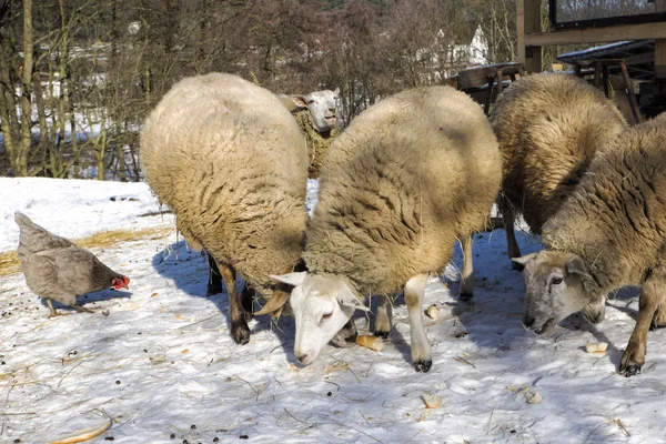 Овца и курица на ферме — стоковое фото