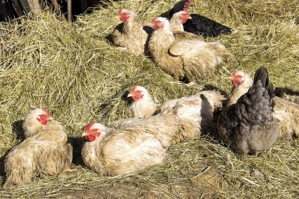 Hens on the farm — Stock Photo, Image