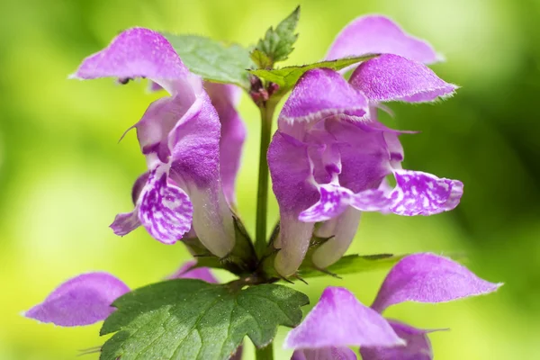 Kırmızı ölü ısırgan mor çiçek