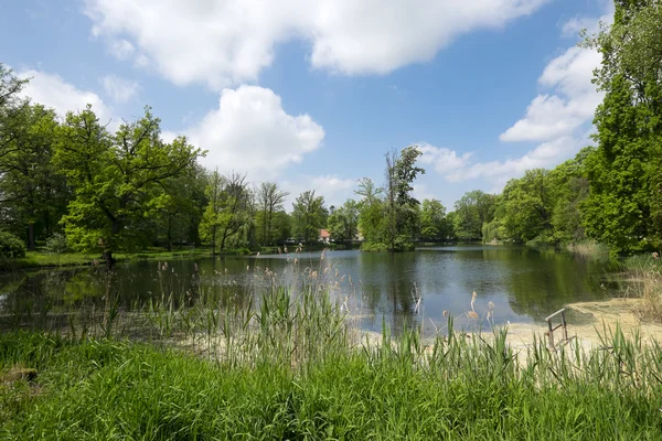 Vijver in het park — Stockfoto