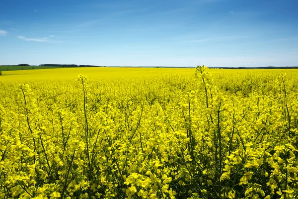 Field of rapeseed — Stock Photo, Image