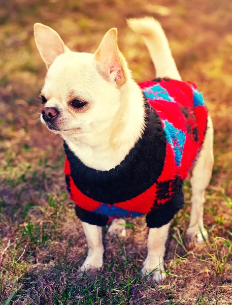 Chihuahua im Pullover — Stockfoto