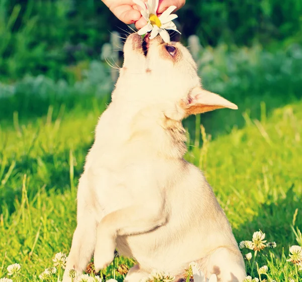 Chihuahua and camomile — Stock Photo, Image