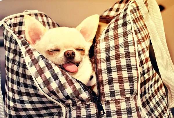 Chihuahua im Beutel — Stockfoto