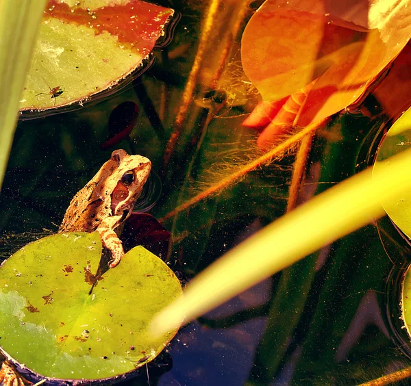 Frog in pond Stock Photo