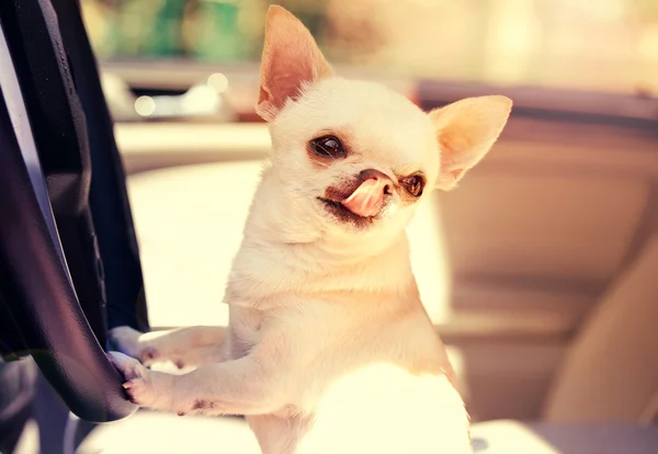 Chihuahua bonito — Fotografia de Stock