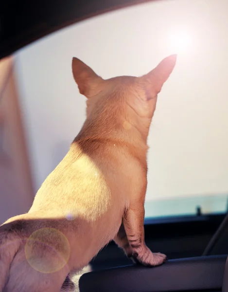 Hund wartet im Auto — Stockfoto