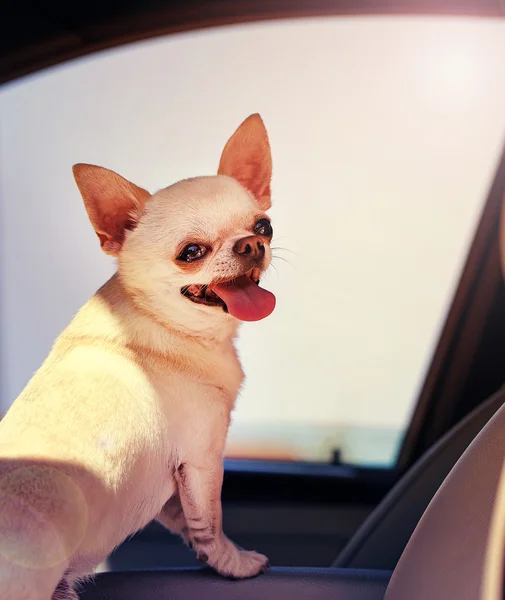 Roztomilý malý pes — Stock fotografie