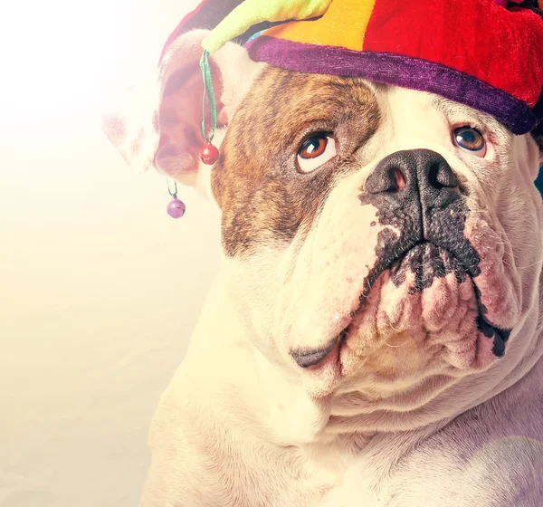 Cão bonito — Fotografia de Stock