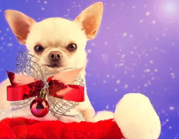 Happy Birthday Chihuahua Stock Photos Royalty Free Images Depositphotos Happy Birthday Chihuahua Stock Photos Royalty Free Images Depositphotos