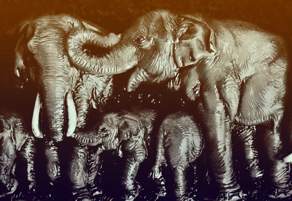 Rodina divokých slonů — Stock fotografie
