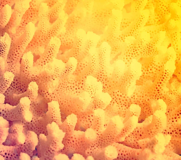 Coral — Stock Photo, Image