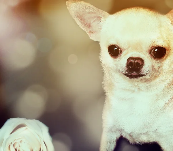 Niedlicher Chihuahua-Hund — Stockfoto